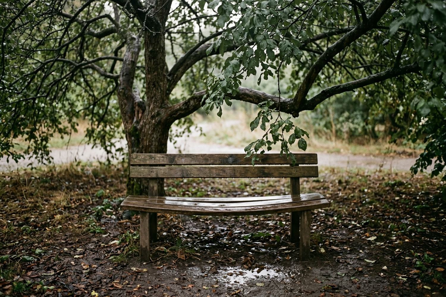 A wooden bench under a dripping tree just after rain, the seat still wet.