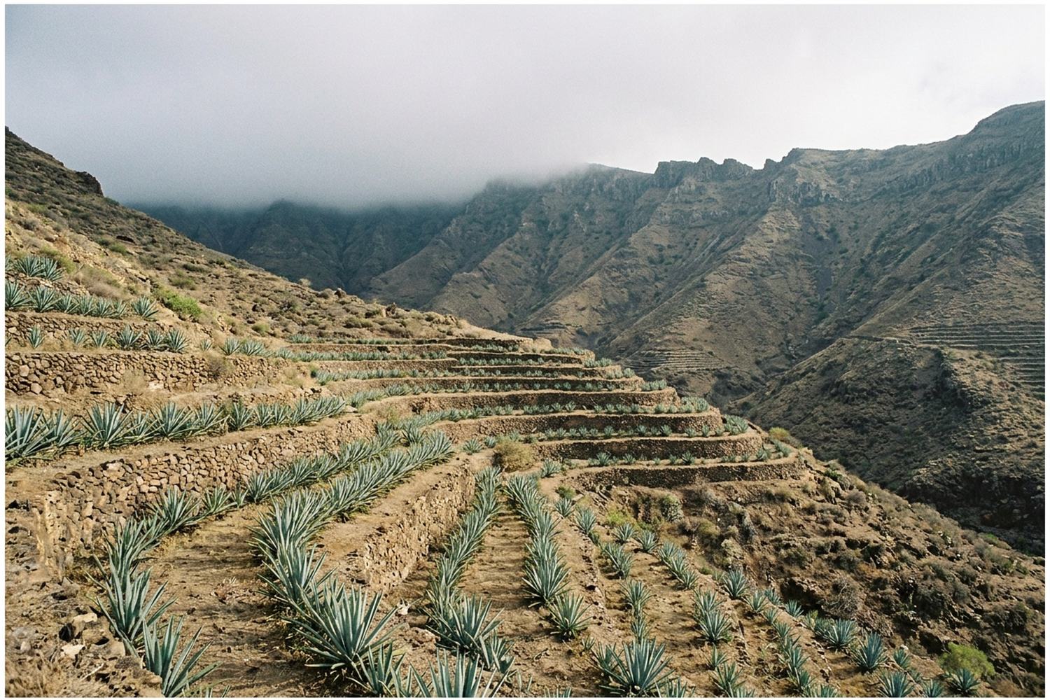 A steep valley of dry hills terraced with agave, cloud caught on the ridge behind.