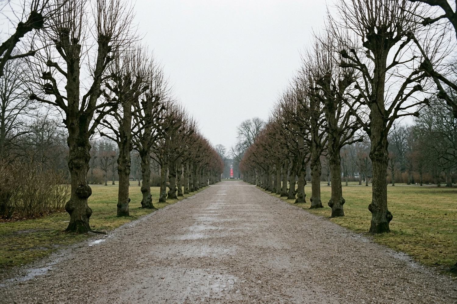 A formal park of bare pollarded trees with a gravel avenue under flat gray light.